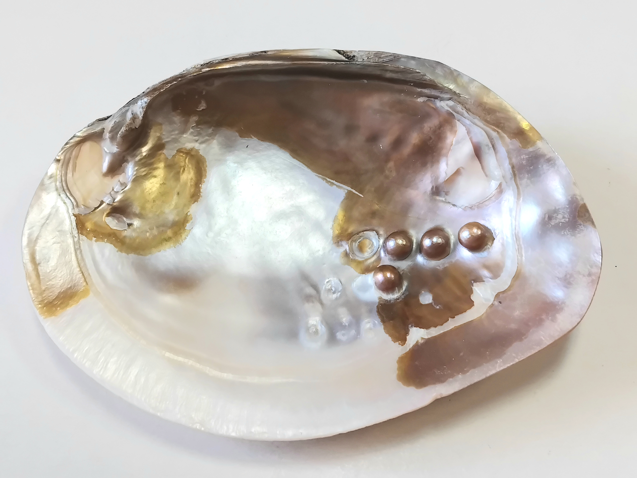 Морська раковина 1, фото 1