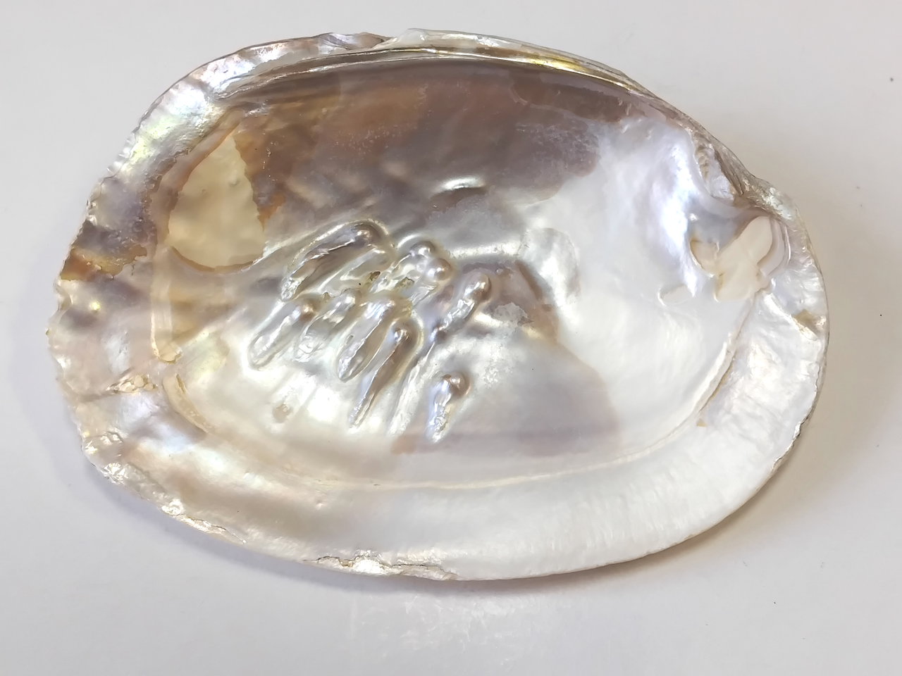 Морська раковина 2, фото 1