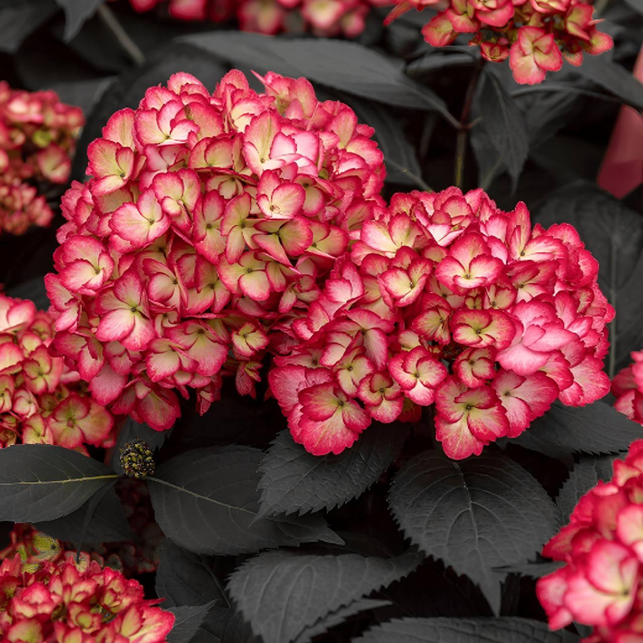 Саджанці Гортензії крупнолистної (3-річна) Б'юті оф Боскоп (Hydrangea macrophylla Beauty of Boscoop) C3, фото 1