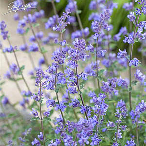 Котовник Фассена 'Senior'. Контейнер 0,5л