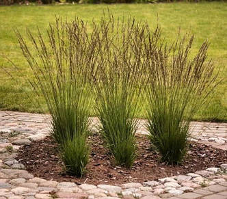 Молінія блакитна 'Heidezwerg'. Контейнер 0,5л