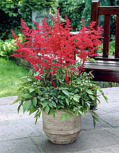 Астильба Арендса 'Fanal'. Контейнер 0.5 л