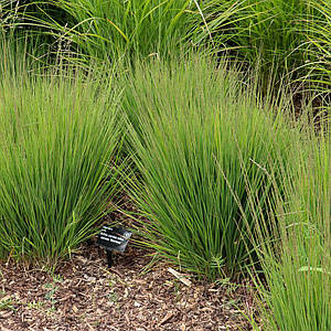 Молінія блакитна 'Moorhexe'. Контейнер 0,5 л