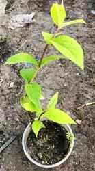 Дейція гібридна Меджиш. 0.5 л., фото 1