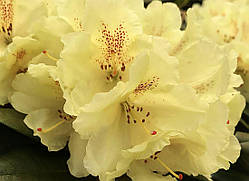 Рододендрон якушиманський “Millennium Gold” (Рододендрон якушіманум 'Золото тисячоліття') гор С5 40см