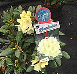 Рододендрон якушиманський “Millennium Gold” (Рододендрон якушіманум 'Золото тисячоліття') гор С5 40см, фото 3