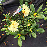 Рододендрон якушиманський “Millennium Gold” (Рододендрон якушіманум 'Золото тисячоліття') гор С5 40см, фото 4