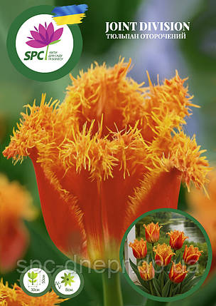 Тюльпан Joint Division, фото 1