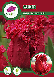 Тюльпан Vacker
