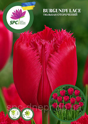 Тюльпан Burgundy Lace, фото 1