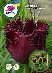 Тюльпан Gorilla