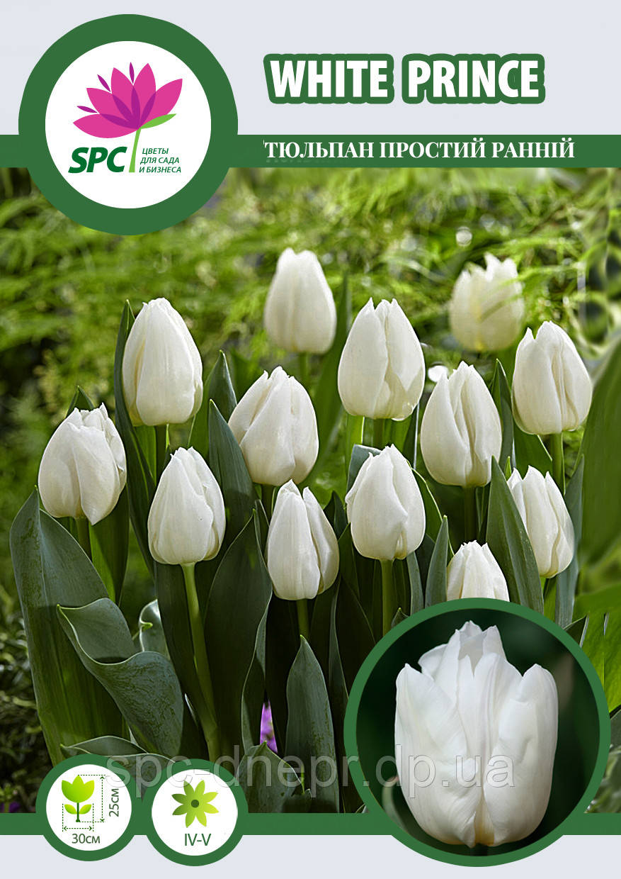 Тюльпан простий ранній White Prince