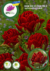 Тюльпан Rococo Double