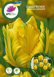 Тюльпан Eagle Wings