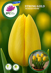 Тюльпан тріумф Strong Gold