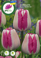 Тюльпан тріумф Hot Pants