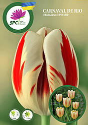 Тюльпан тріумф Carnaval de Rio