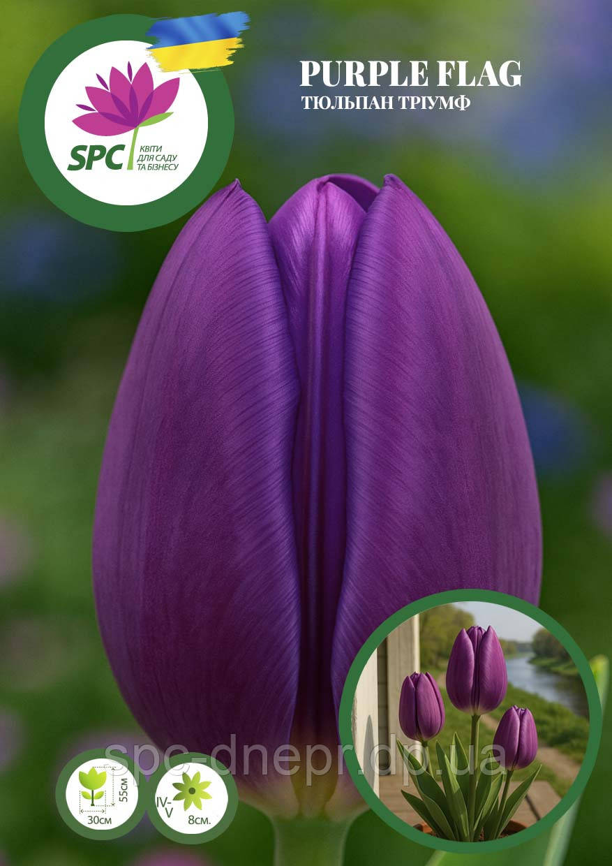 Тюльпан тріумф Purple Flag