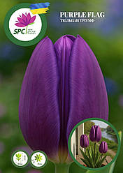 Тюльпан тріумф Purple Flag