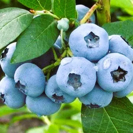 Саджанці Лохини Титаніум - середньо пізня, урожайна, транспортабельна(2-річний), фото 1