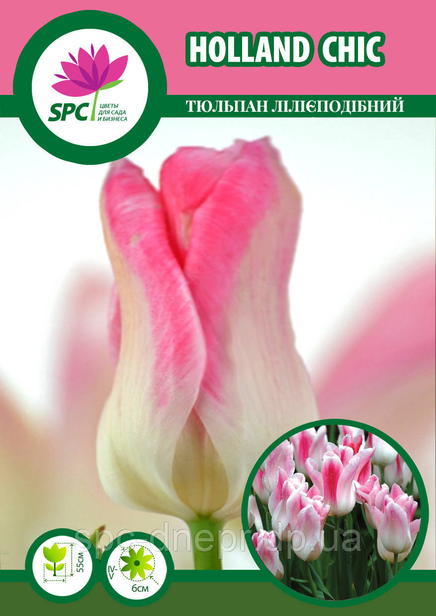 Тюльпан Holland Chic