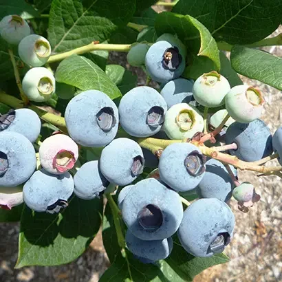 Саджанці Лохини Дрейпер (Draper) - середня, крупноплідна, врожайна, фото 1