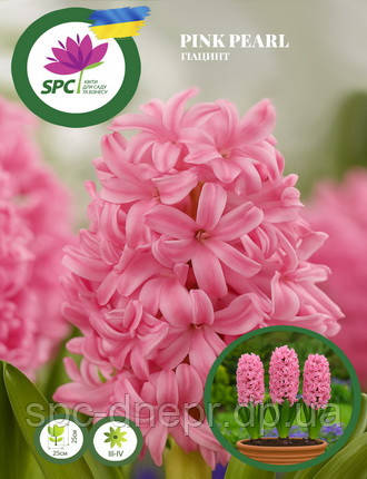 Гіацинт Pink Perl, фото 1