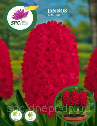 Гіацинт Jan Bos