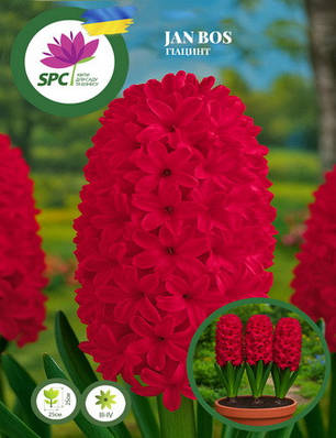 Гіацинт Jan Bos, фото 1