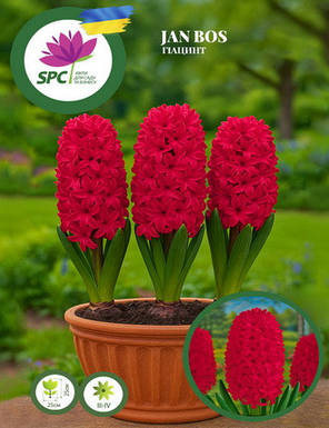 Гіацинт Jan Bos, фото 2