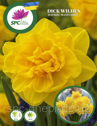 Нарцис махровий Dick Wilden