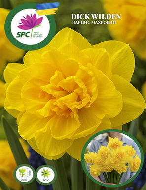 Нарцис махровий Dick Wilden, фото 1