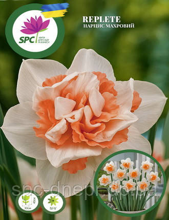 Нарцис махровий Replete