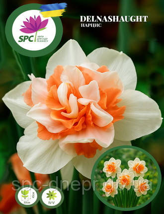 Нарцис махровий Delnashaught, фото 1