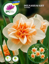 Нарцис махровий Delnashaught, фото 2