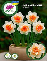 Нарцис махровий Delnashaught, фото 3