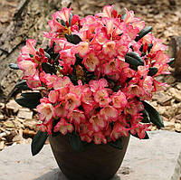 Рододендрон якушиманський Barbarella (Рододендрон якушиманум Барбарелла ) гор С5 20 - 25см