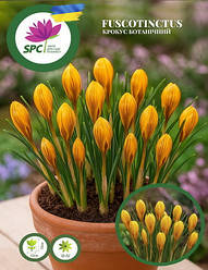 Крокус ботанічний Fuscotinctus