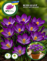 Крокус ботанічний Ruby Giant