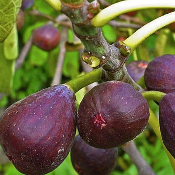 Інжир Київський крупноплідний (горщик 2л)