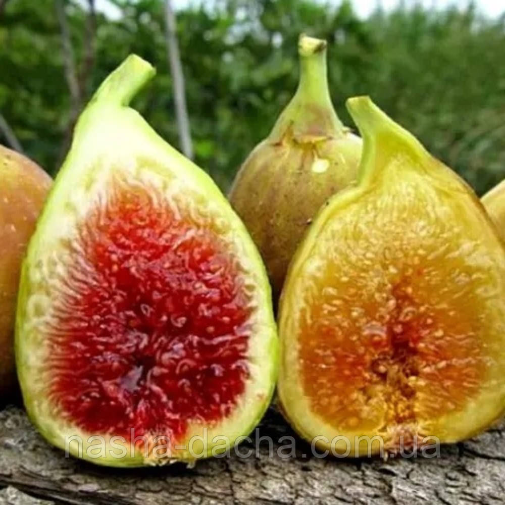 Інжир Клубничний Верте (горщик 2л)