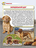 Книга Crystal Book Енциклопедія. Собаки F00028100, фото 3