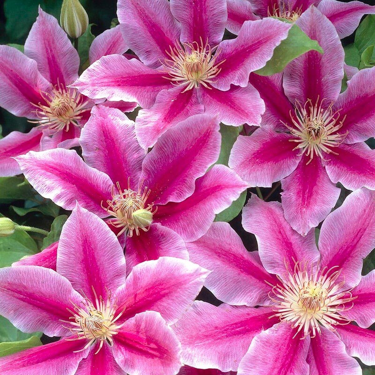 Клематис Доктор Руппель / С2 / Clematis Doctor Ruppel