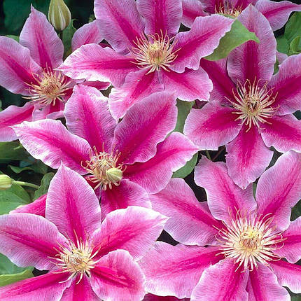 Клематис Доктор Руппель / С2 / Clematis Doctor Ruppel, фото 1