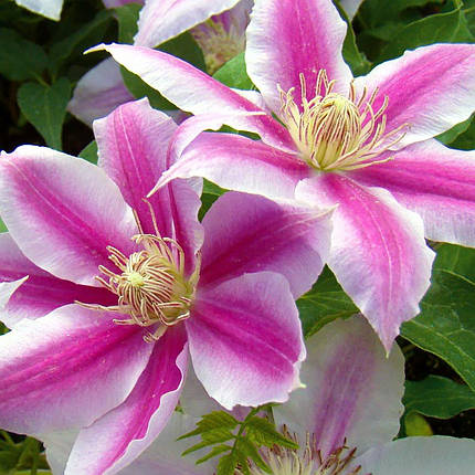 Клематис Доктор Руппель / С2 / Clematis Doctor Ruppel, фото 2