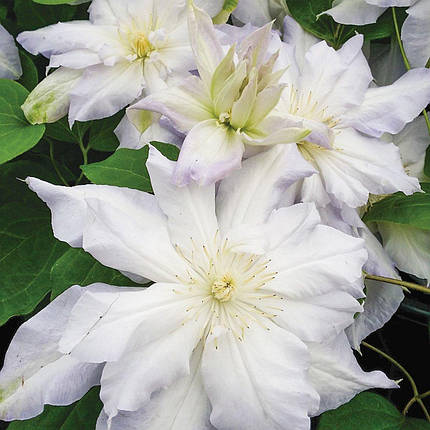 Клематис Халцедоні / С2 / Clematis Chalcedony, фото 1