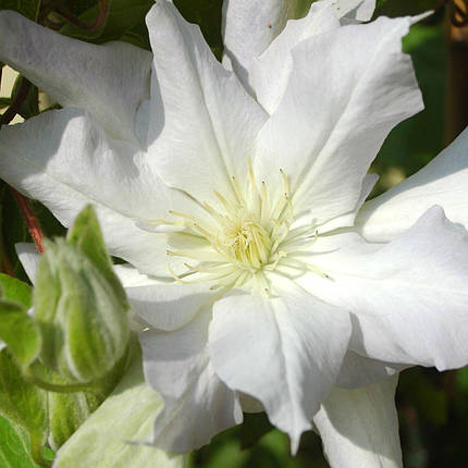 Клематис Халцедоні / С2 / Clematis Chalcedony, фото 2