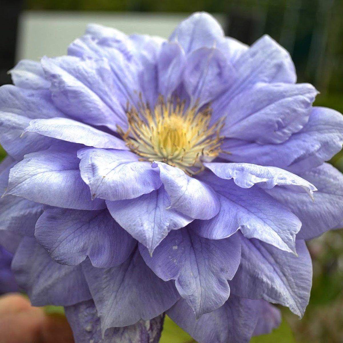 Клематис Азур Бол / С2 / Clematis Azure Ball
