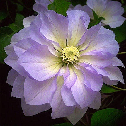 Клематис Азур Бол / С2 / Clematis Azure Ball, фото 2
