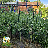 Опора для рослин із композинтної арматури, композитні опори для підв'язки помідорів - 10 штук (12мм), фото 7